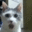:cat_shocked: